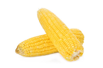 fresh raw corn cob isolated on white background