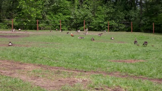 Greylag goos and horses in the countryside