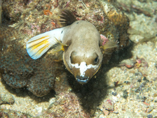 Blowfish swimming at underwater © bugking88