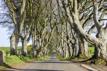 Fototapeta premium The Dark Hedges, an avenue of beech trees in Ballymoney, County Antrim, Northern Ireland, featured as a popular filming location for fantasy shows