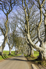 The Dark Hedges, an avenue of beech trees in Ballymoney, County Antrim, Northern Ireland, featured as a popular filming location for fantasy shows