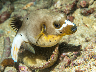 Blowfish swimming at underwater