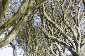 The Dark Hedges, an avenue of beech trees in Ballymoney, County Antrim, Northern Ireland, featured as a popular filming location for fantasy shows