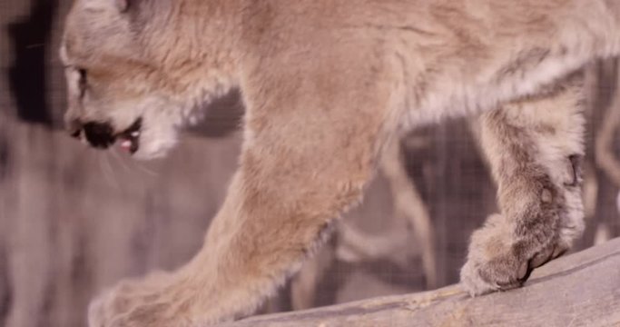 Mountain lion cub plays in pen with toy