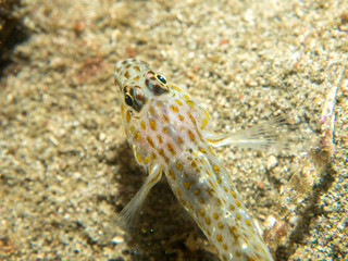 Goby fish on the sand bottom