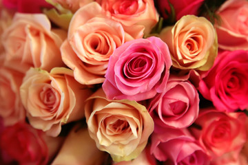 Pink and yellow roses closeup