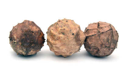 andrigus gall parasite