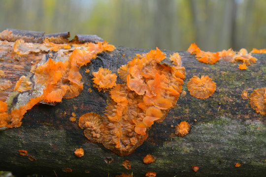 phlebia radiata fungus