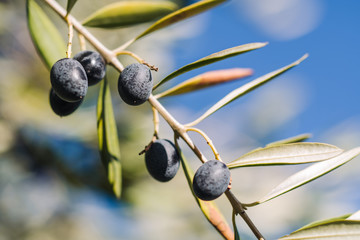 Fresh olives in Puglia © sabino.parente