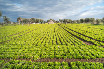 Field of salads in Puglia