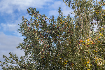 Olive trees in Puglia © sabino.parente