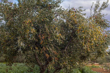 Olive trees in Puglia © sabino.parente