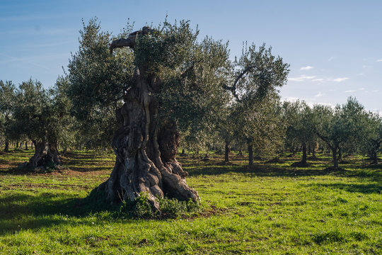 Ancient apulian olive trees