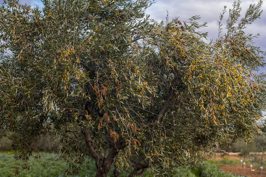 Olive trees in Puglia