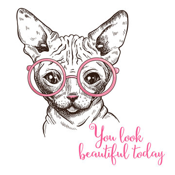 Hand drawn illustration of a sphynx cat in a glasses.