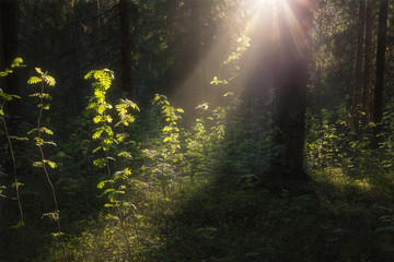 Fototapeta premium Sunlight illuminates foliage in a forest