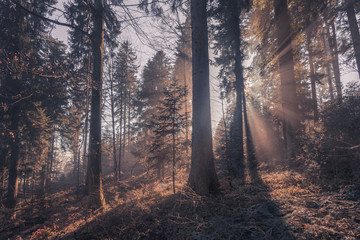 Rayons de soleil transperçant la forêt