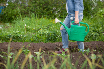 Fototapeta premium Woman watering plants in garden.. Girl with green watering can. Gardening and agriculture concept.