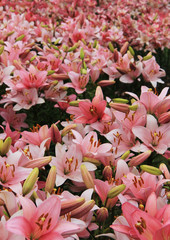 Pink lilies flowers in garden. Flower bed on a summer residence.