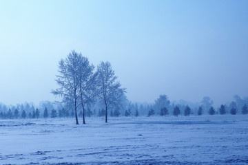Obraz na płótnie Canvas forest winter landscape at dawn