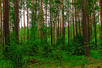 pine forest landscape
