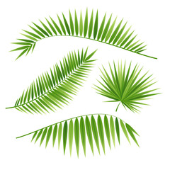 Realistic 3d Detailed Green Palm Leaf Set. Vector