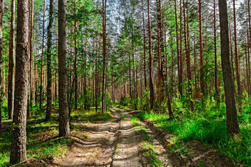 Naklejka premium krajobraz lasu sosnowego