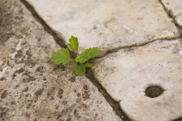 tiny plant on the pavement