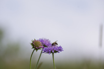 bumblebee on the cornflower