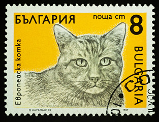 European Domestic Cat on postage stamp