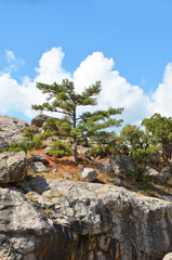 Fototapeta na wymiar Rock landscape with juniper and sky