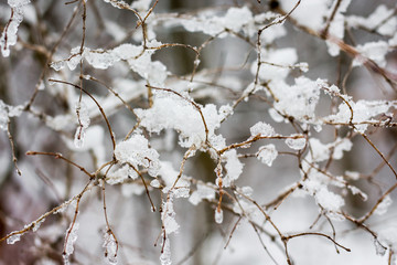 branches of a tree intertwined with each other and covered with snow and ice
