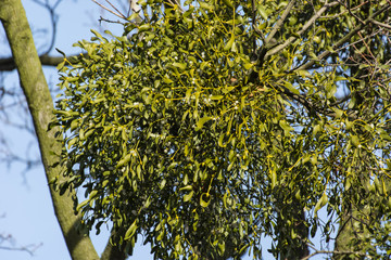 Green mistletoe growing on a branch of a tree.