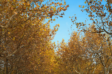 maple tree and clear blue sky