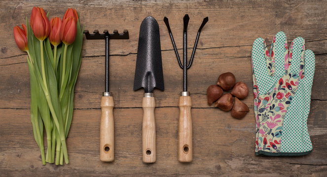 Tulips and garden tools on rustic background. Rake, spade, hoe, gloves