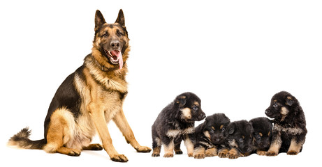 German Shepherd dog with puppies, isolated on white background