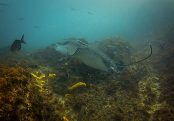 Eagle ray getting cleaned above the reef at Julian rocks in New South Wales Australia, The dive site is located near Byron Bay.