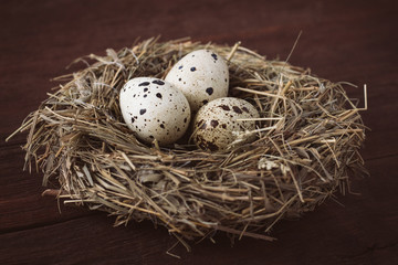 Quail eggs in a nest on a dark brown wooden background. Village concept