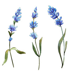 Wildflower lavender flower in a watercolor style isolated. Full name of the plant: lavender. Aquarelle wild flower for background, texture, wrapper pattern, frame or border.