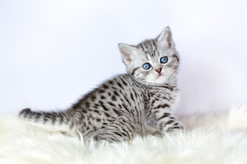 Black silver tabby kitten sits on sheepskin