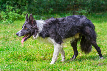Close up border collie dog walks in grass