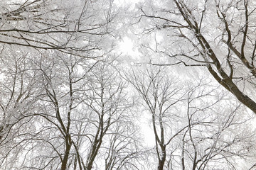 Branches of trees in icy cold frost.