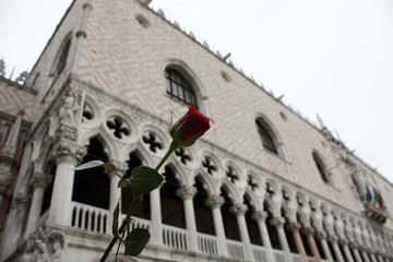 Fototapeta na wymiar red rose in Venice Italy