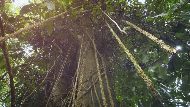 Aerial Roots Hanging from a Tropical Tree in the Jungle