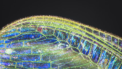 The wing of a common green lacewing (Chrysoperla carnea) up close, showing strong iridescence.
