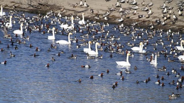 混雑しながら水面を移動しています。灰色は幼鳥です。オオハクチョウ、オナガガモ、ホシハジロ