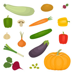 Set of vegetables, isolated on a white background. There is a potato, zucchini, eggplant, cucumber, onion, pumpkin, mushroom, carrot, beet, sweet pepper, radishes in the picture. Vector illustration.