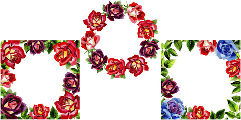 Wildflower two-color dark red rose flower frame in a watercolor style. Full name of the plant: rose, hulthemia, rosa. Aquarelle wild flower for background, texture, wrapper pattern, frame or border.