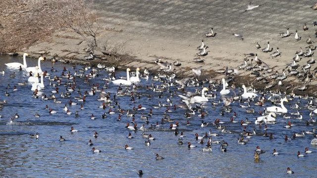 オナガガモたちが、ヨチヨチブロックを上り、滑り台のように池に飛んで降りるので、かなりの混雑です。