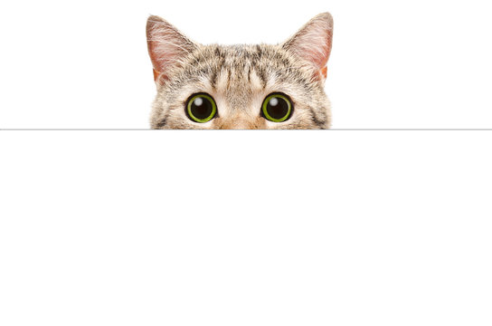 Cat peeking from behind a banner, isolated on white background